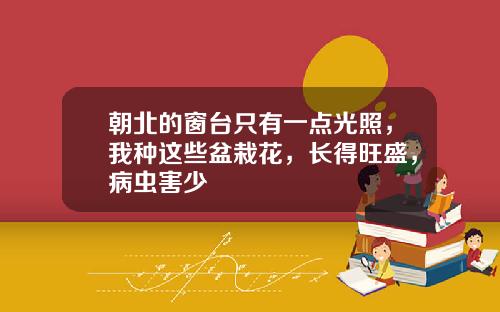 朝北的窗台只有一点光照，我种这些盆栽花，长得旺盛，病虫害少