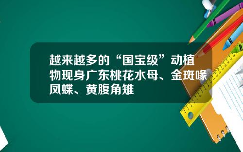 越来越多的“国宝级”动植物现身广东桃花水母、金斑喙凤蝶、黄腹角雉