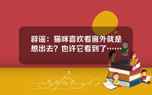 辟谣：猫咪喜欢看窗外就是想出去？也许它看到了……